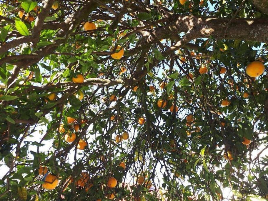 Casa Do Vale -Villa Rio Minho-Seixas-קמיניה מראה חיצוני תמונה